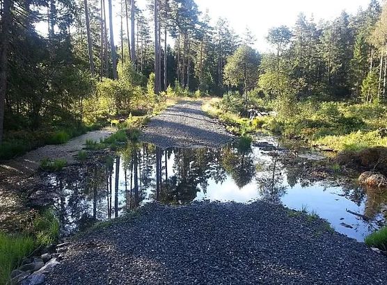Bygge skogsvei: En omfattende veiledning