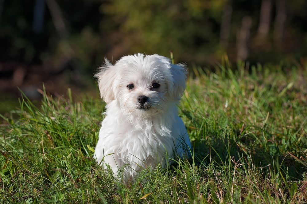 Klippemaskiner til hund  slik velger du riktig modell